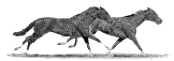 gif animate cavalli (17)
